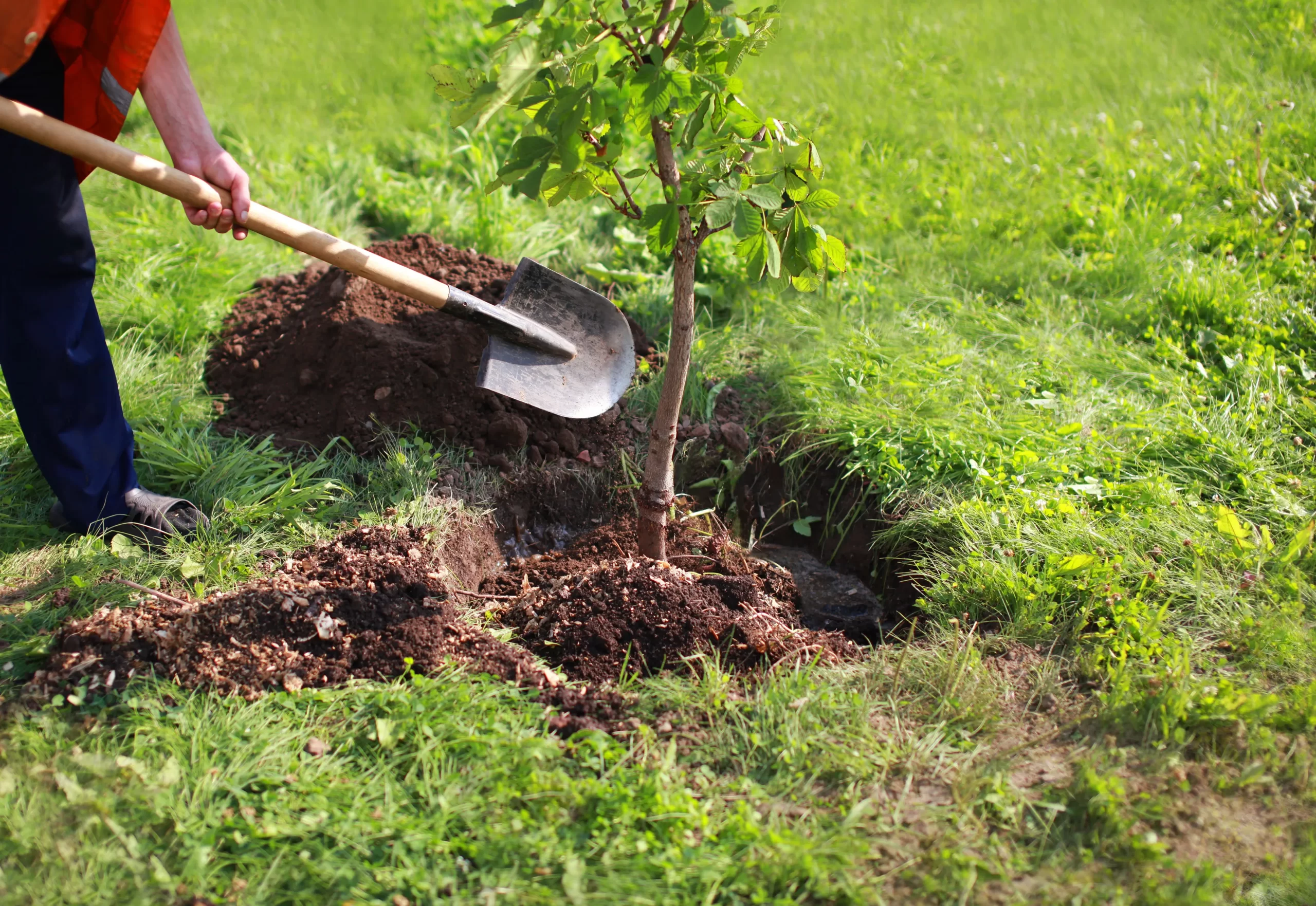 Toledo Ohio Tree Services