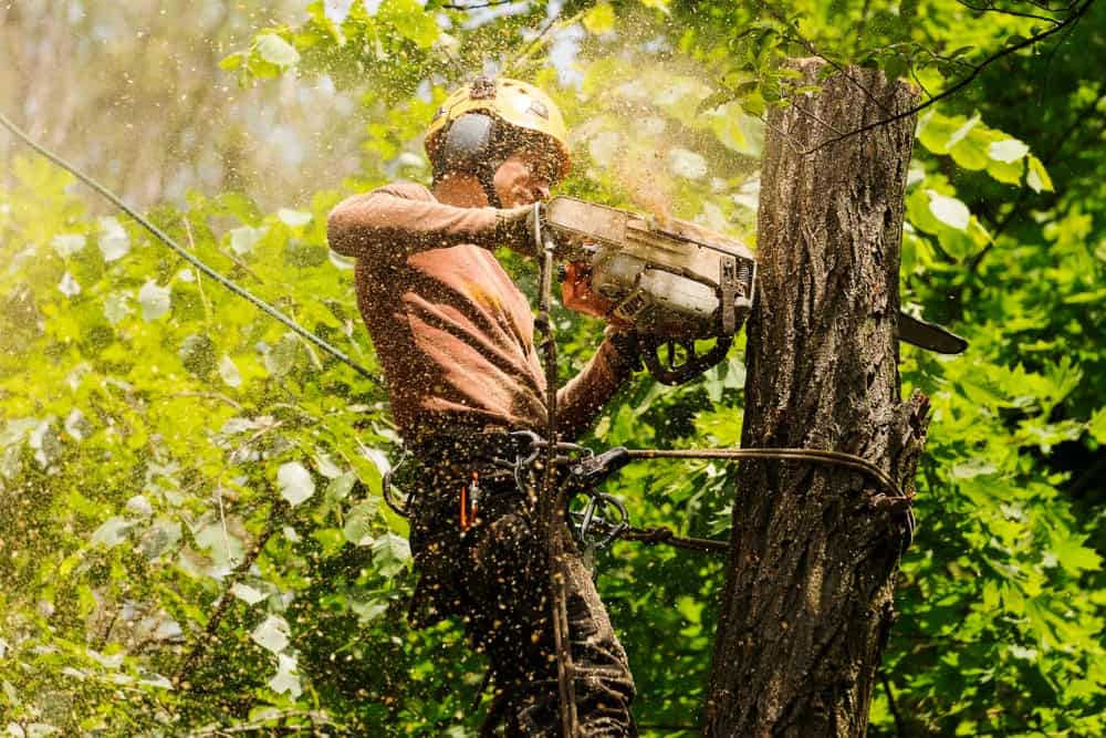 Tree Services Toledo Ohio 2