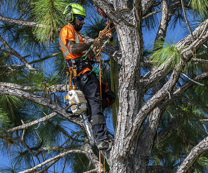 toledo tree service climbing 1