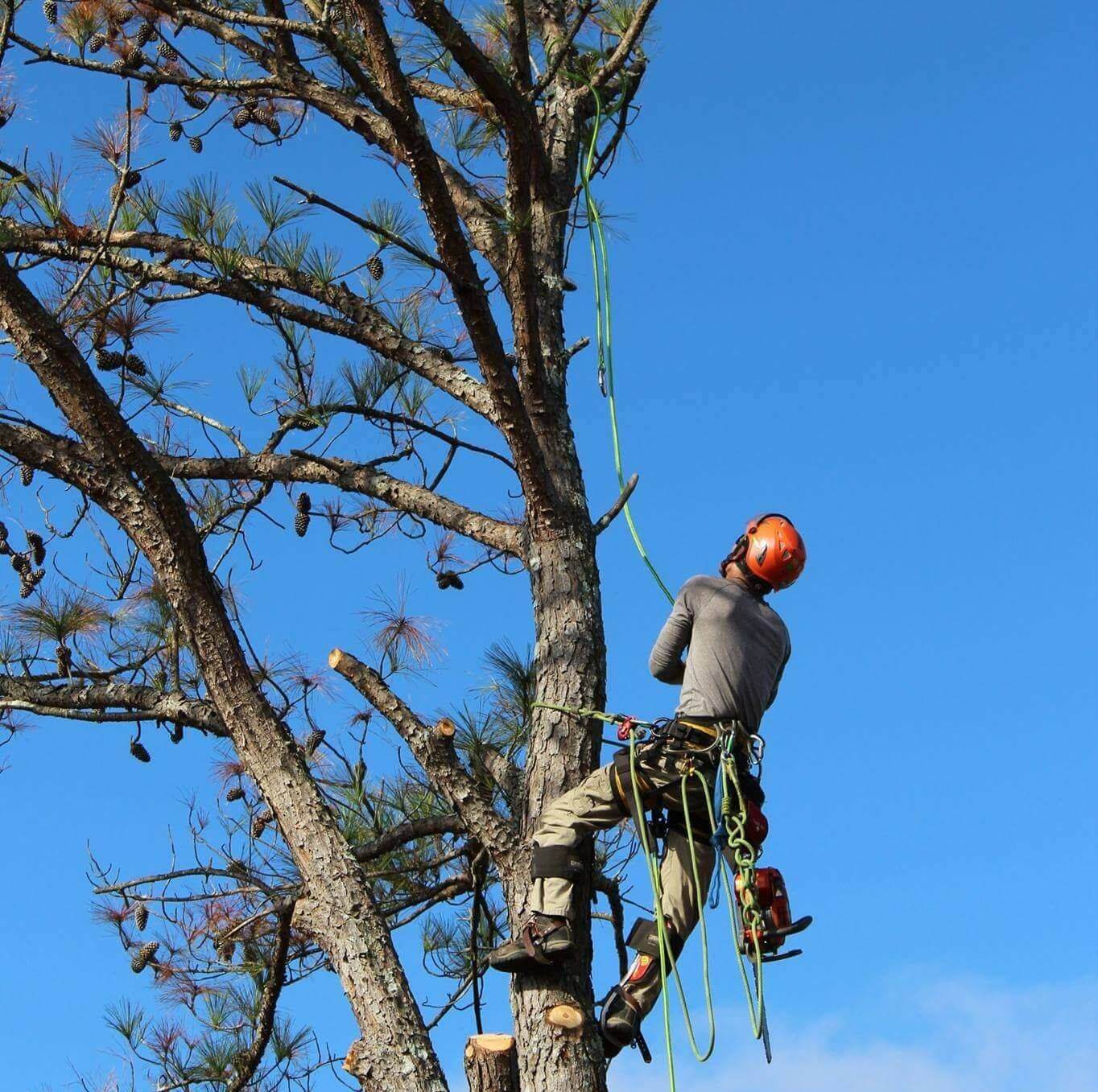 toledo tree service climbing 2