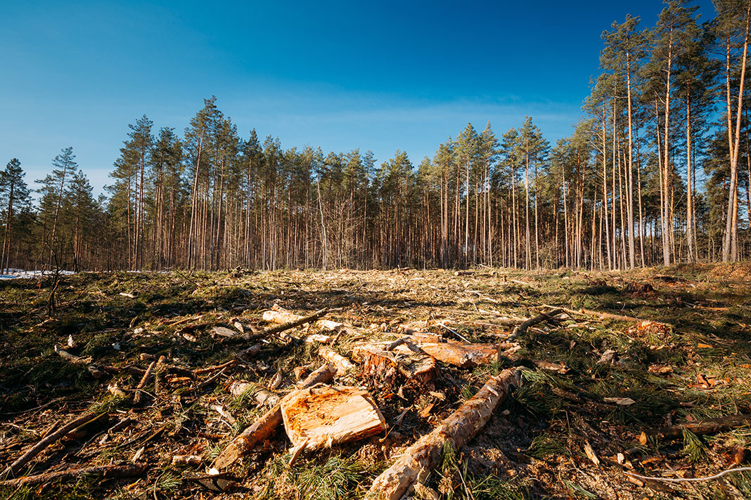 tree land clearing