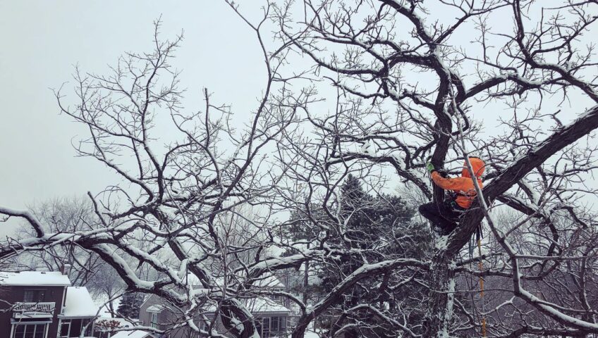 tree service winter toledo ohio 1