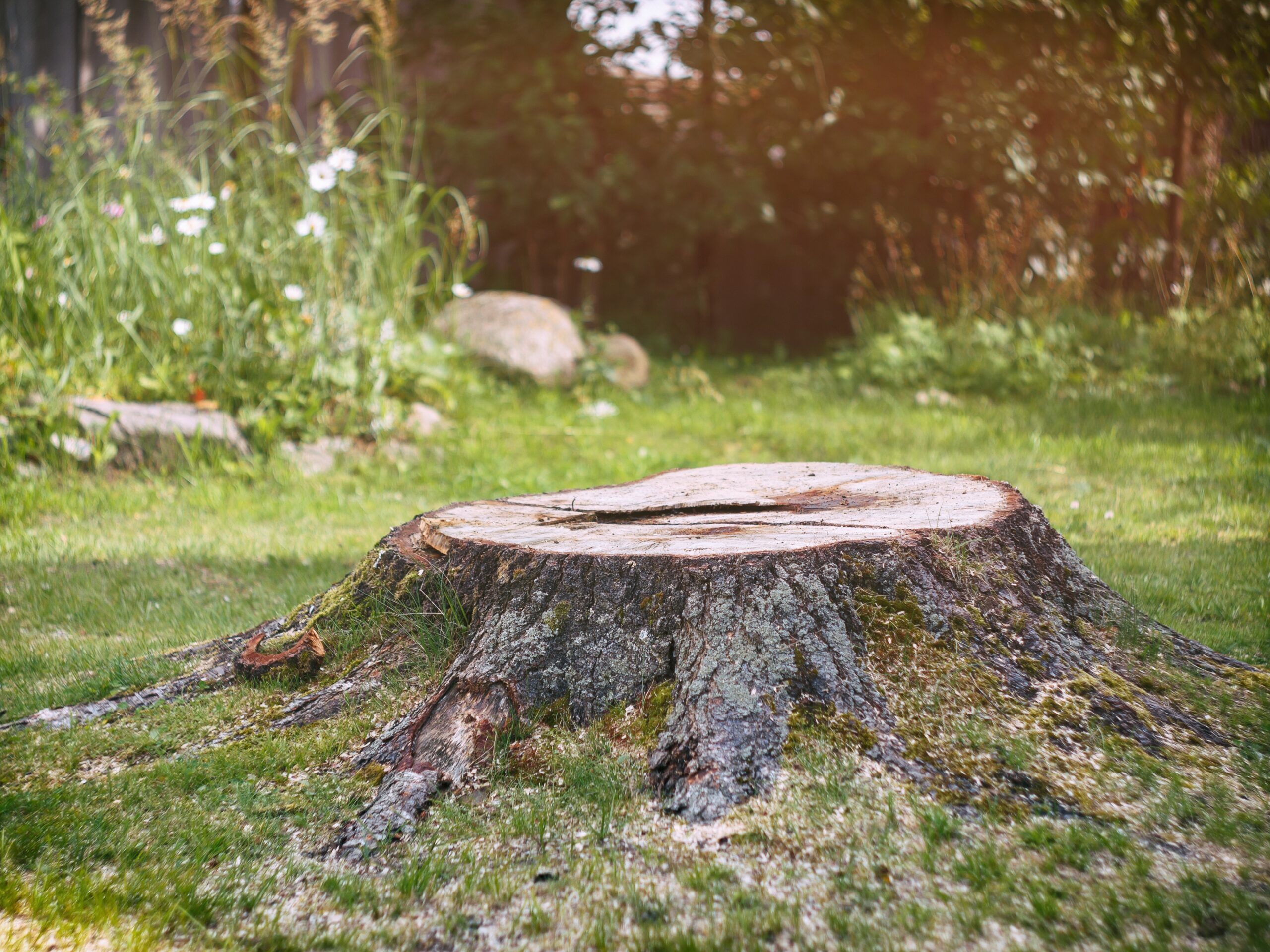 Tree stump on the lawn in the garden